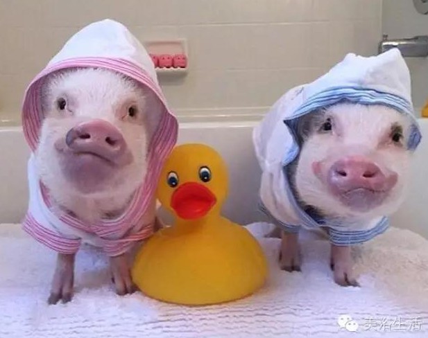 ԡһlԡ͎o㲻ԶҸ